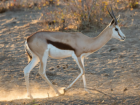 Springbok female